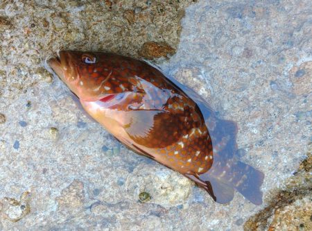 越前海岸でキジハタを探す